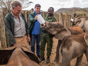 Finance and Illegal Trade in Wildlife