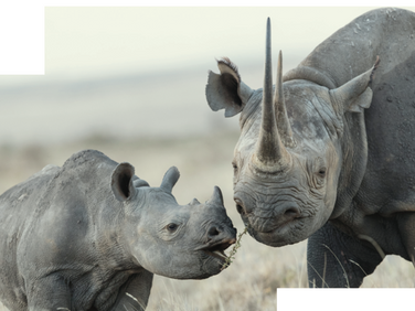 Asset managers say data is the biggest barrier to considering biodiversity in investment